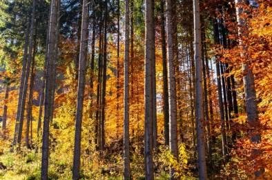 Тур «Файные Карпаты» – фото 34