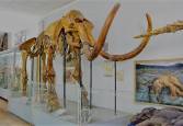 Природоведческий музей академии наук – фото 30