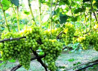 с. Яноші – фото 1